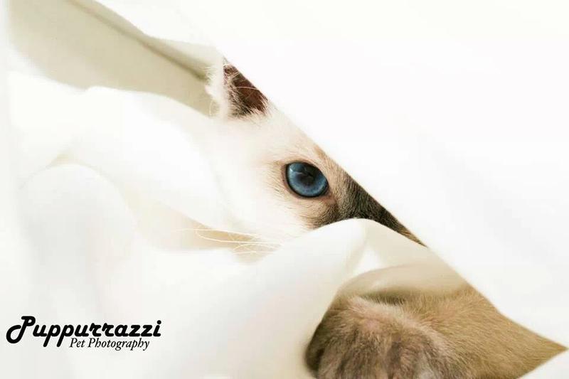 Puppurrazzi Pet Photography