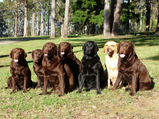 Australian Pet Boarding and K9 Specialist Training Centre