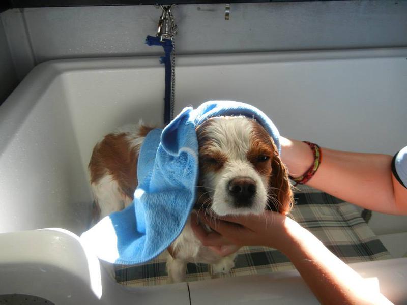 K9 Design Mobile Dog Grooming