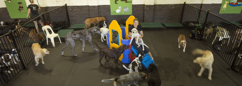 Diggiddy Doggy Daycare