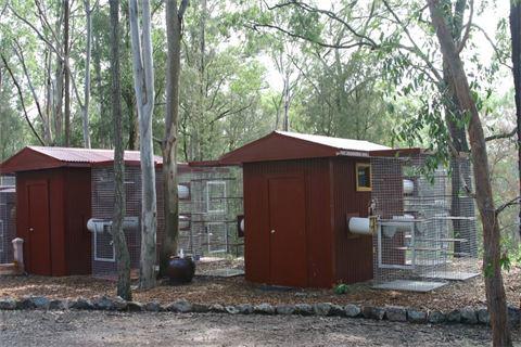 Maitland Cattery