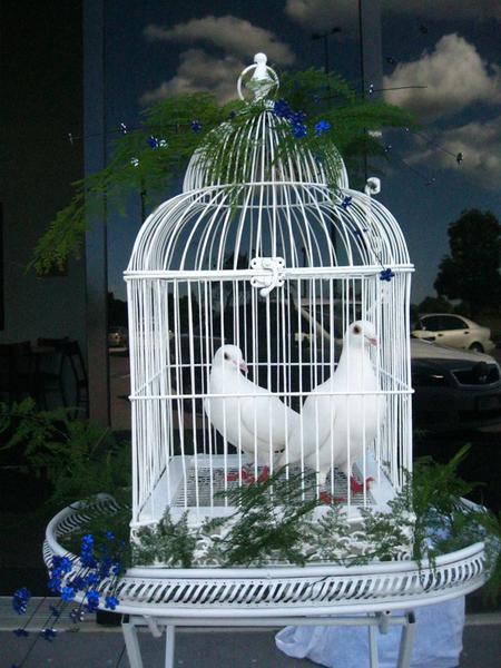 White Wings Dove Service