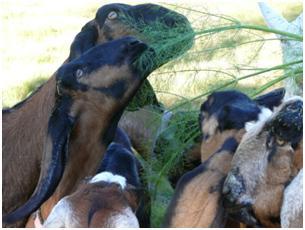 Botanica Anglo Nubian Dairy Goat Stud