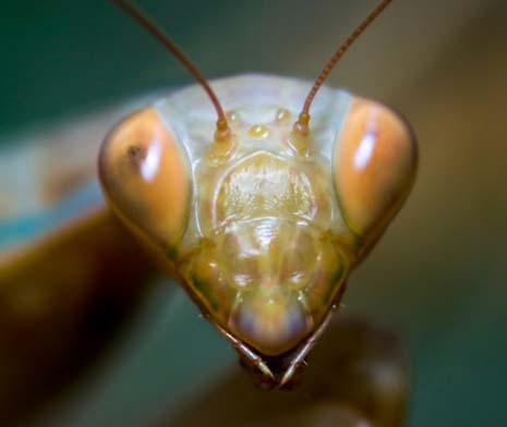 Killmore Pest Management & Control