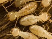 Au Pest Control Services
