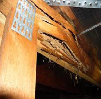 Express Building & Pest Inspections: Beckenham