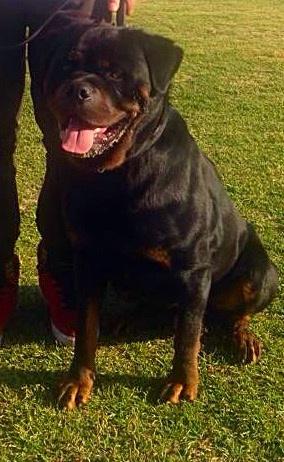 Shogunate Kennels