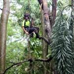 Uppercut Tree Service