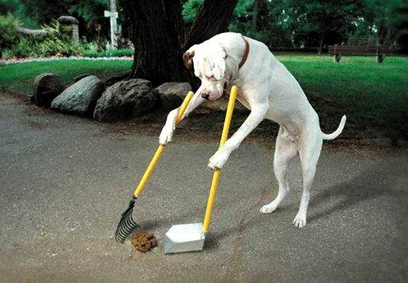 Scoop A Poop