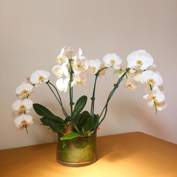 Brisbane City Blooms: Brisbane Market