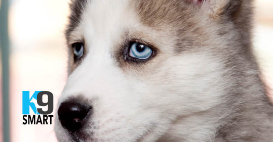 The K9 Centre: Gold Coast