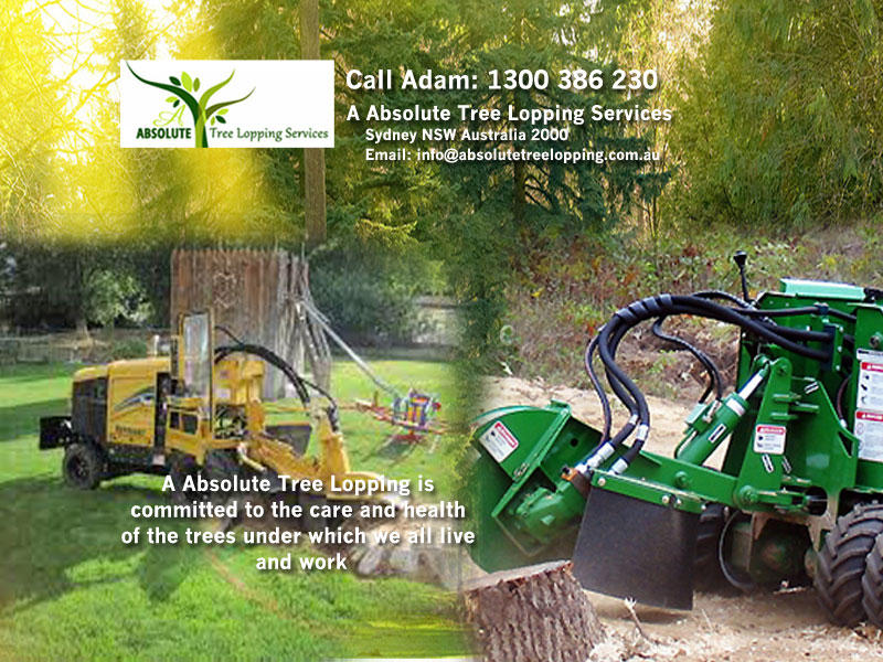 A Absolute Tree Lopping Services 