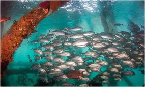 Ningaloo Whaleshark N Dive