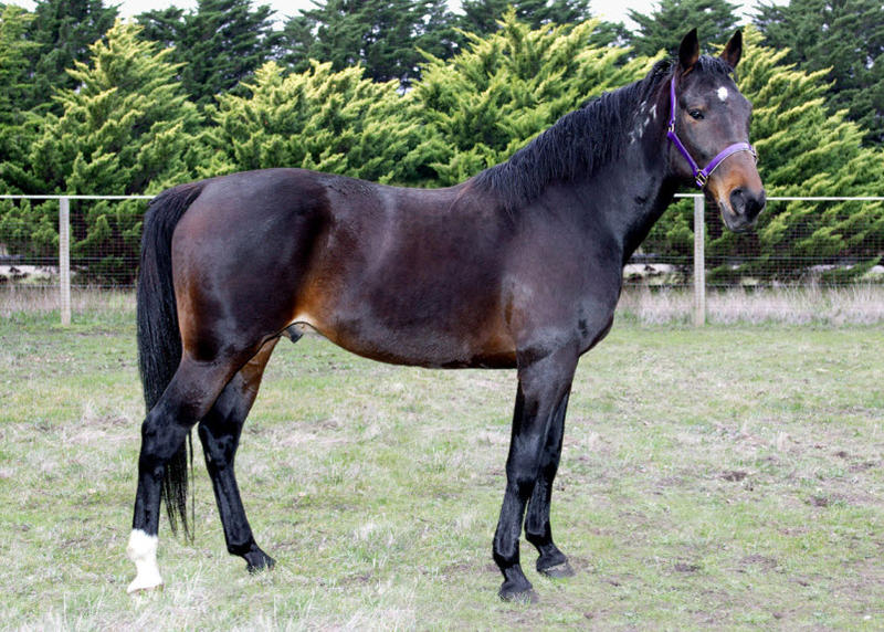 Kenlach Standardbreds