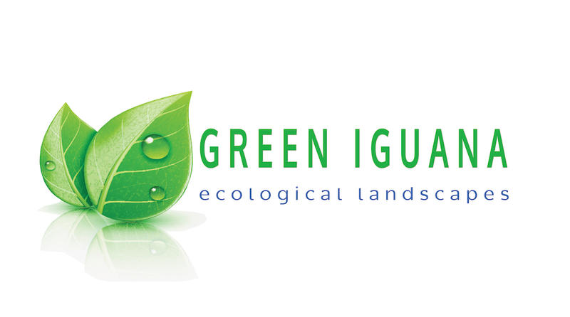 Green Iguana