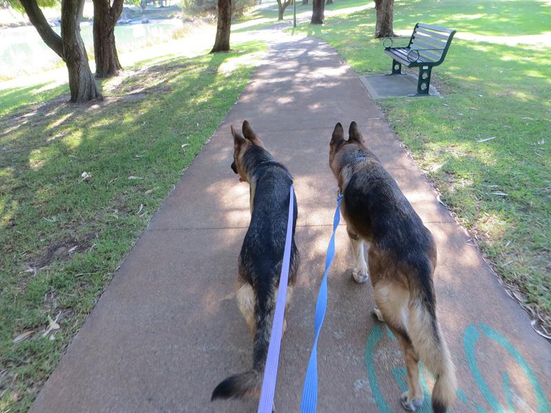 Leader of the Pack
