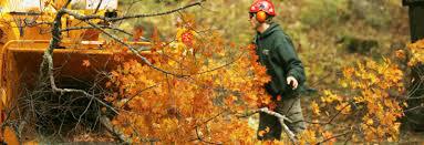 Jim's Tree & Stump Removal: Melbourne