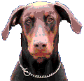 Debz Complete Plant & Pet Care