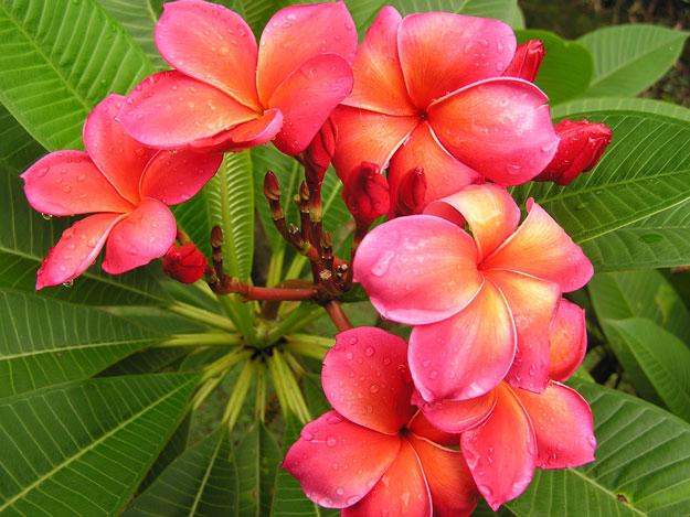 The Frangipani Gardens