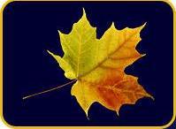 Leaf Man Guttering Protection logo