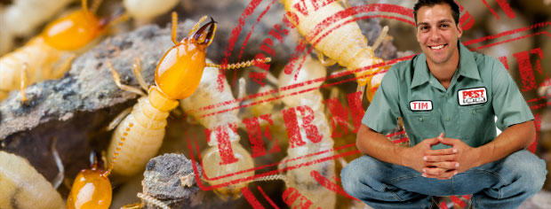 Termite Treatment Sydney
