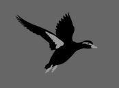 Black Duck Seat Covers