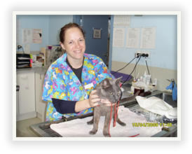 Para Hills Veterinary Clinic