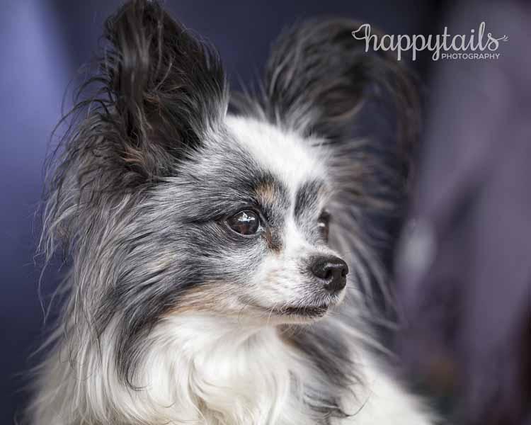 Happy Tails Photography