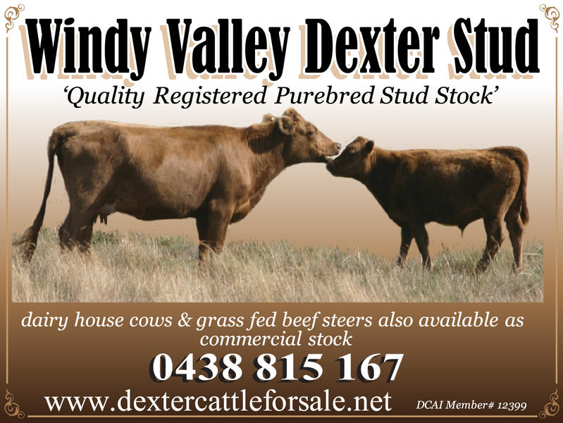 Windy Valley Dexter Stud