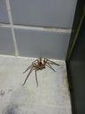 Bryan Sharrock Pest Management