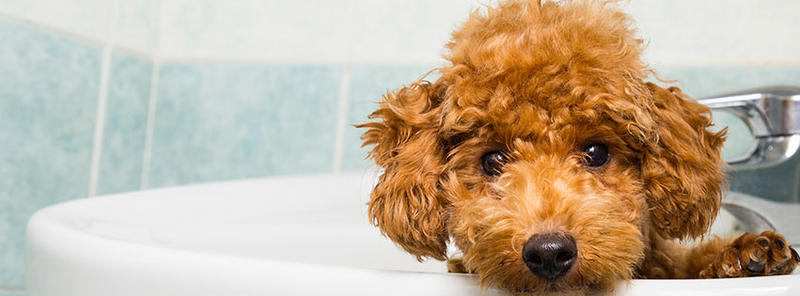 Pets R Best Dog Grooming