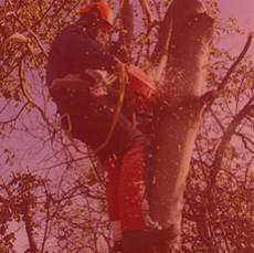 The Adelaide Tree Surgery: Black Forest