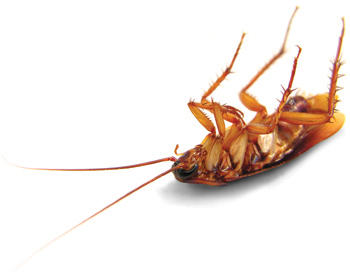 Pest Off Solutions