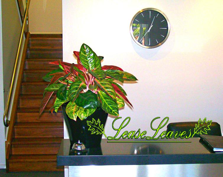 LeaseLeaves