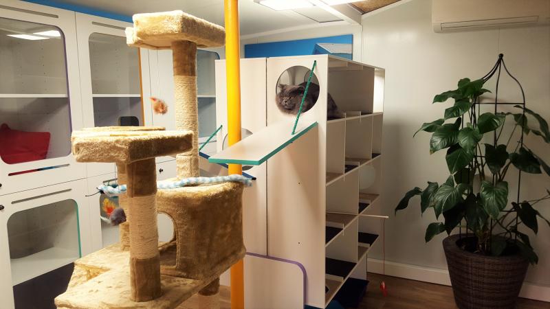 Ascot Cat Care