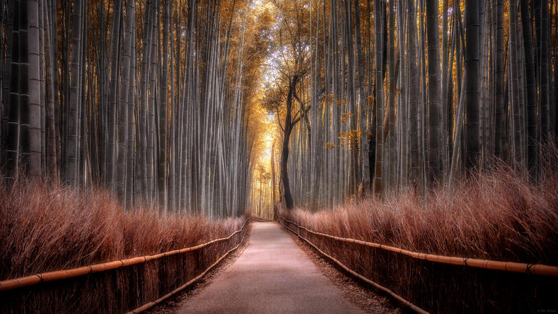 Rob Brown Photography