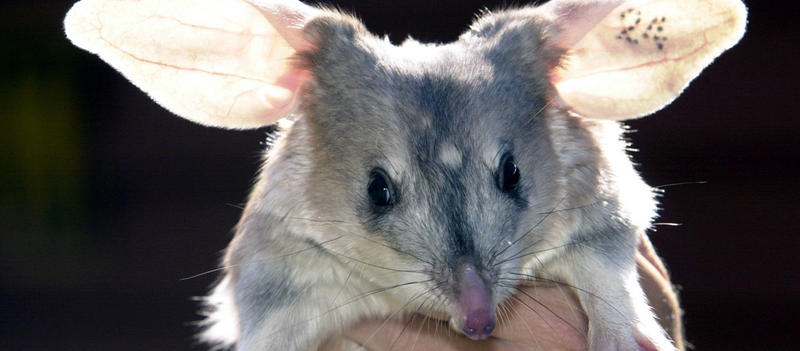 Save the Bilby Fund