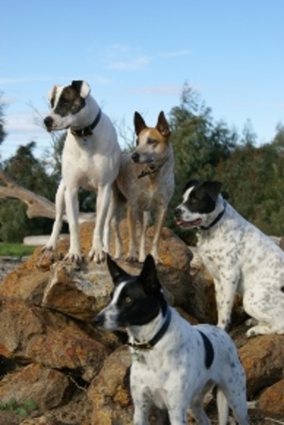 Underdog Training and Behaviour Consulting