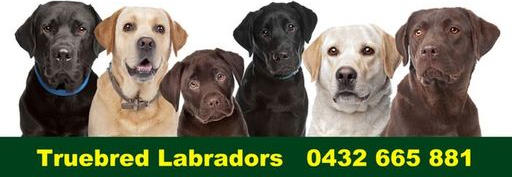 Truebred Labradors