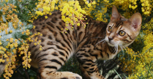 Benzots Bengals