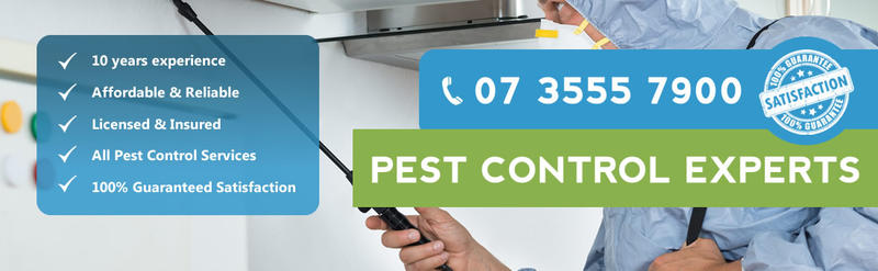Pro Pest Control: Brisbane