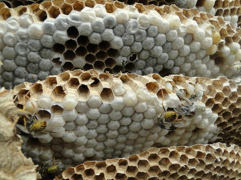 Wasp Pest Control