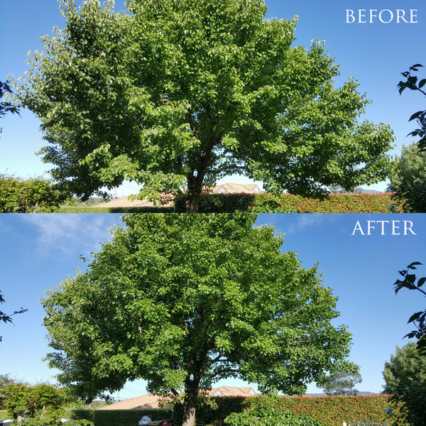 First Class Tree Care