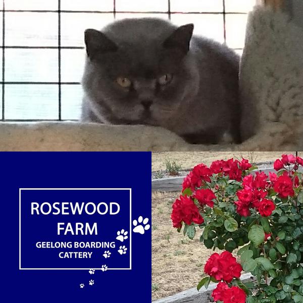 Rosewood Farm Boarding Cattery