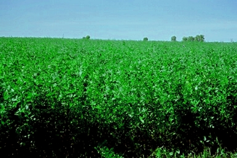 Emerald Hay