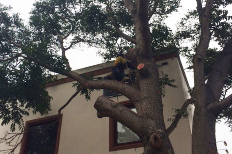 Able Tree Services