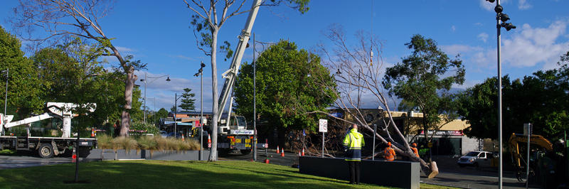 Caboolture Tree Removal: Redcliffe