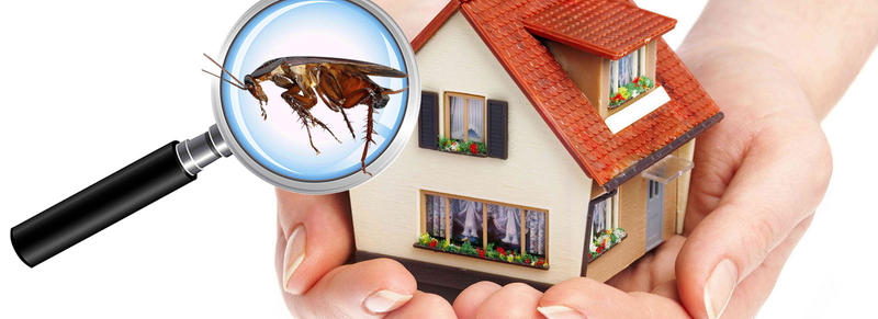 7 Days Pest Control 