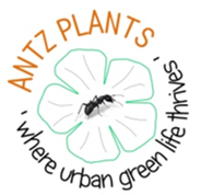 Antz Plants