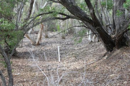 Natural Area Consulting